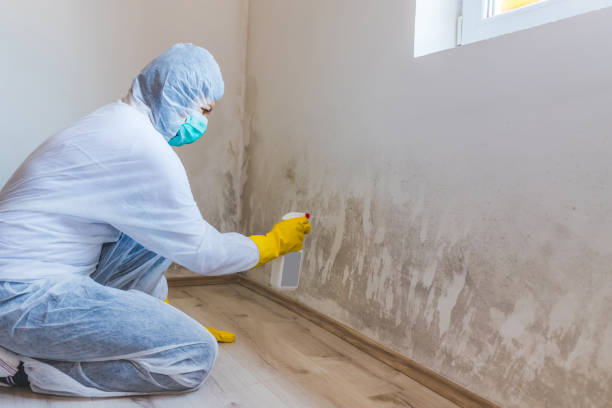 Black mold inspection in Mercersburg